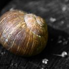 schnecke 1