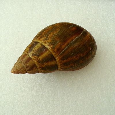 Schnecke 1