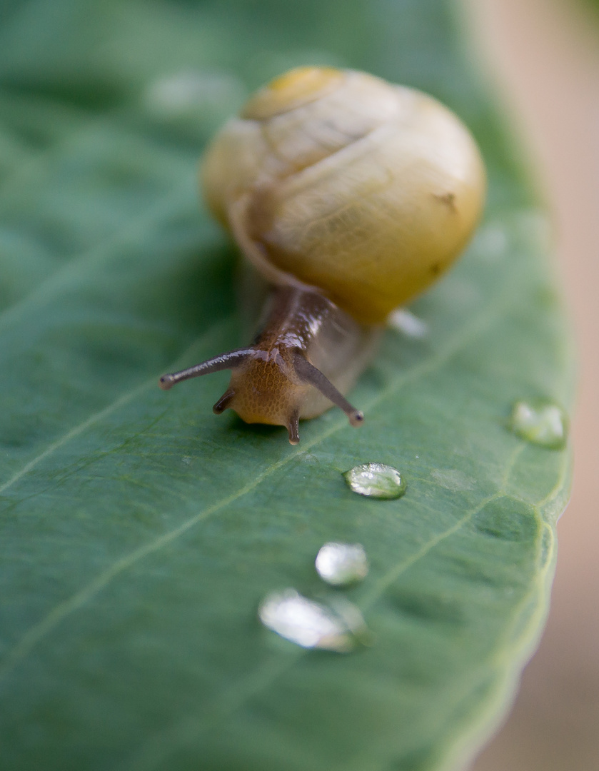 Schnecke 1