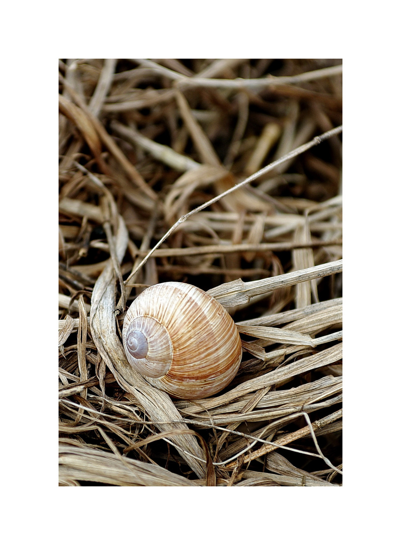 Schnecke (1)