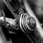 Schnecke 1