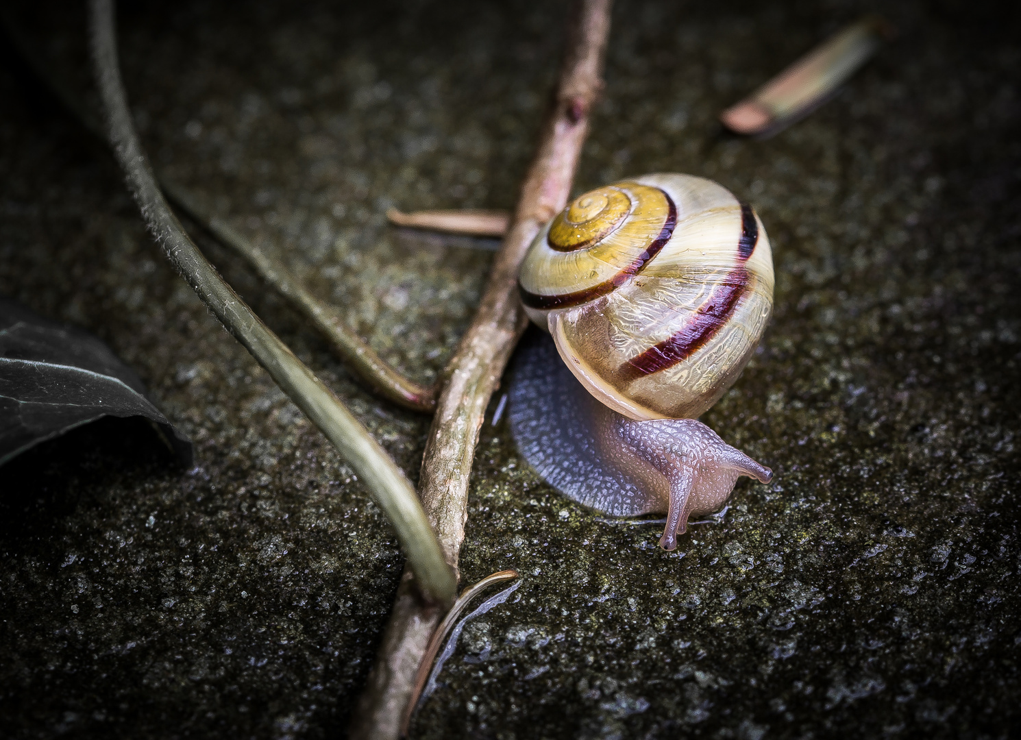 Schnecke 1