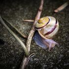 Schnecke 1