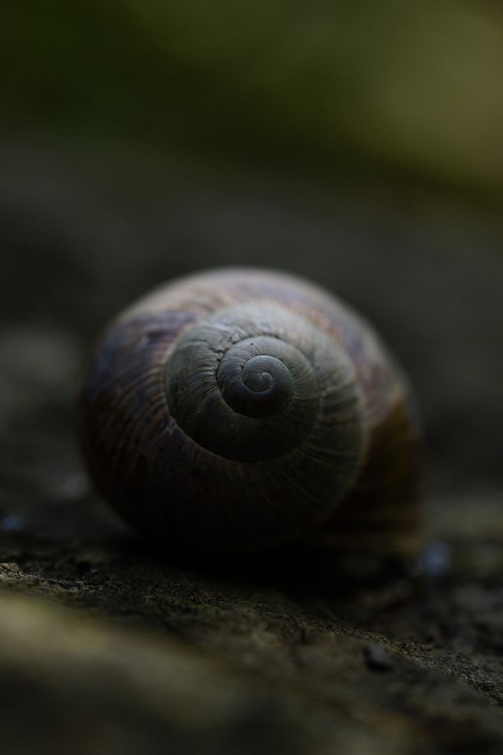 Schnecke 1