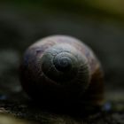 Schnecke 1