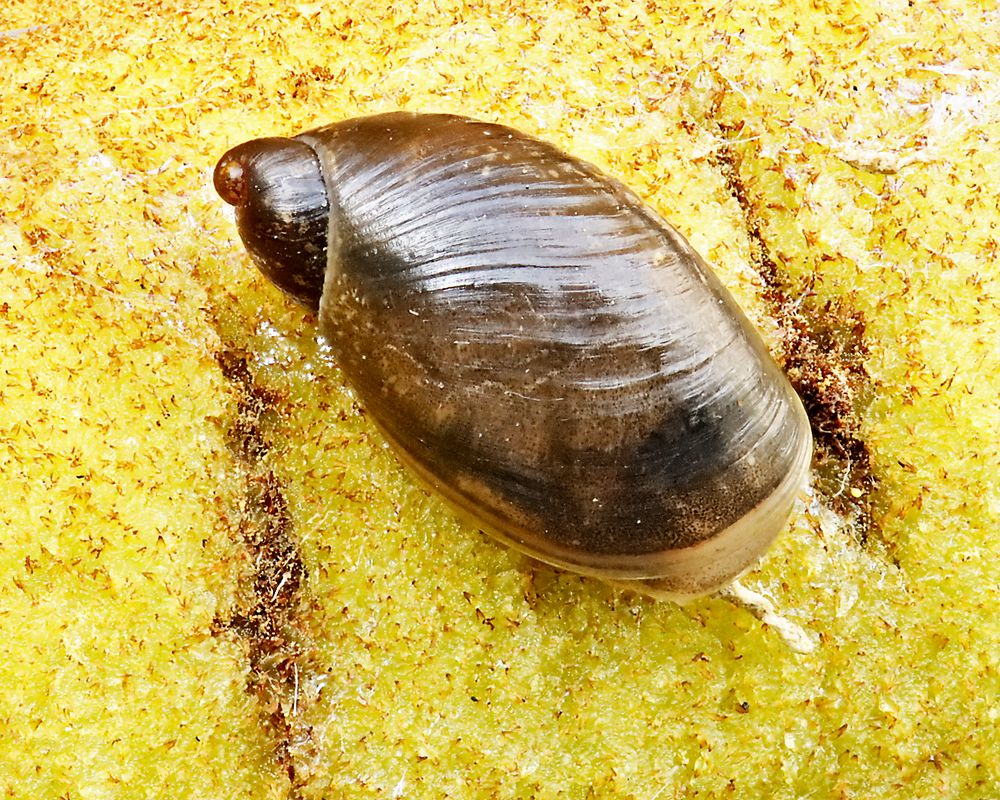 Schnecke 1