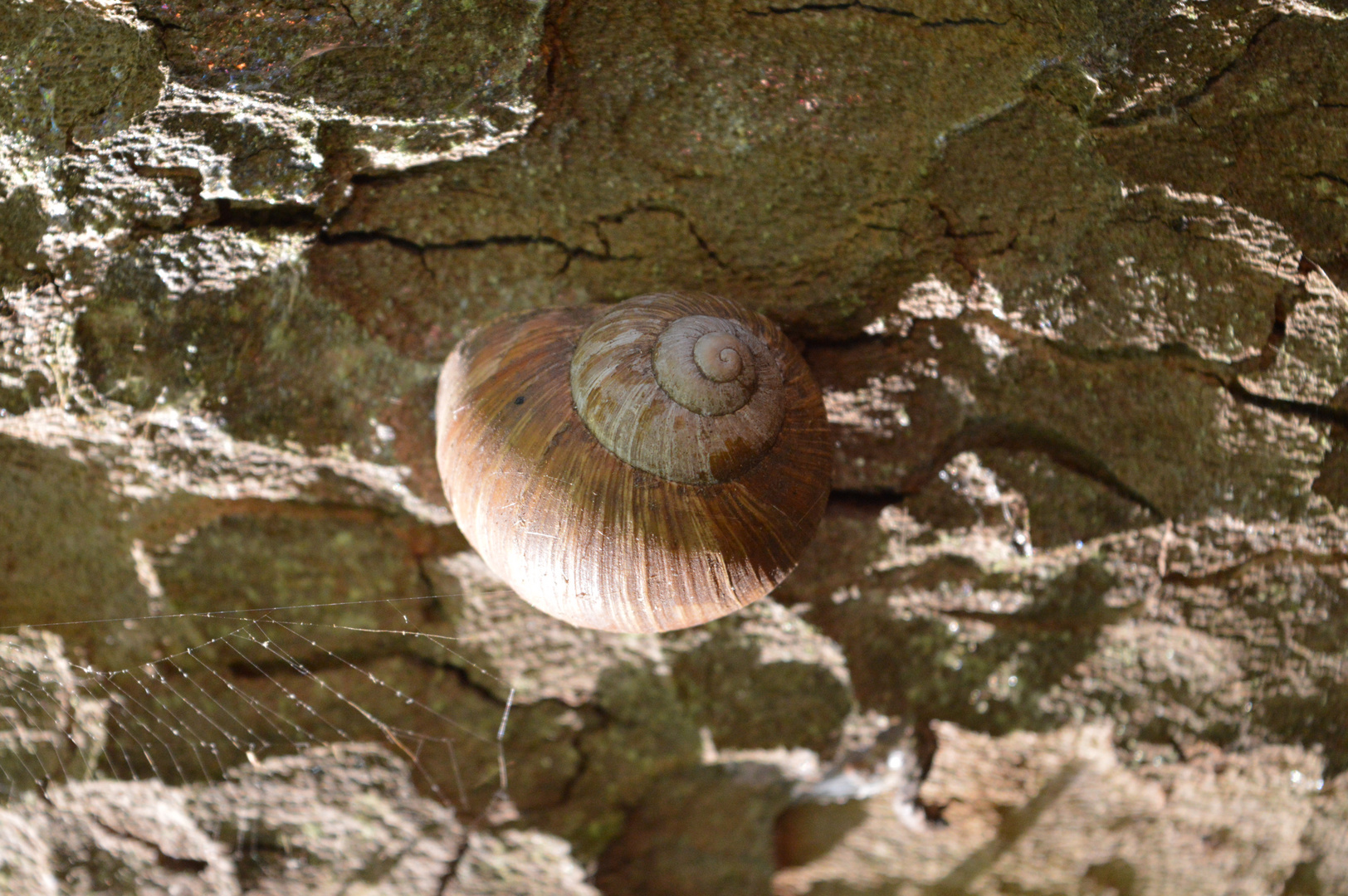 Schnecke 1