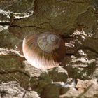 Schnecke 1