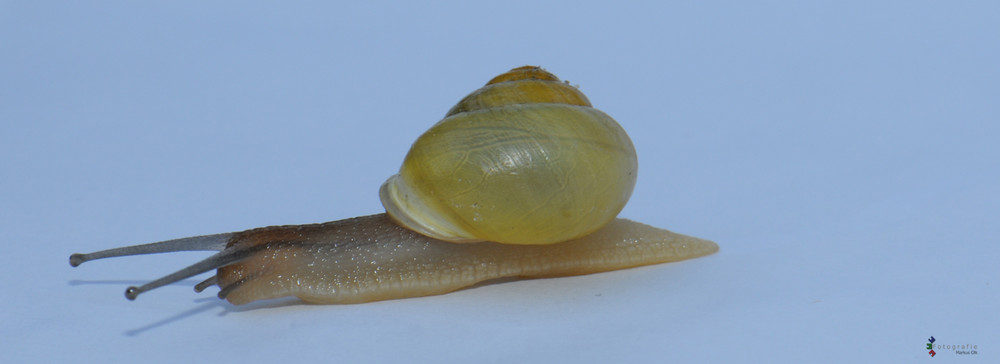 SCHNECKE -1-