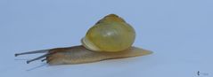 SCHNECKE -1-