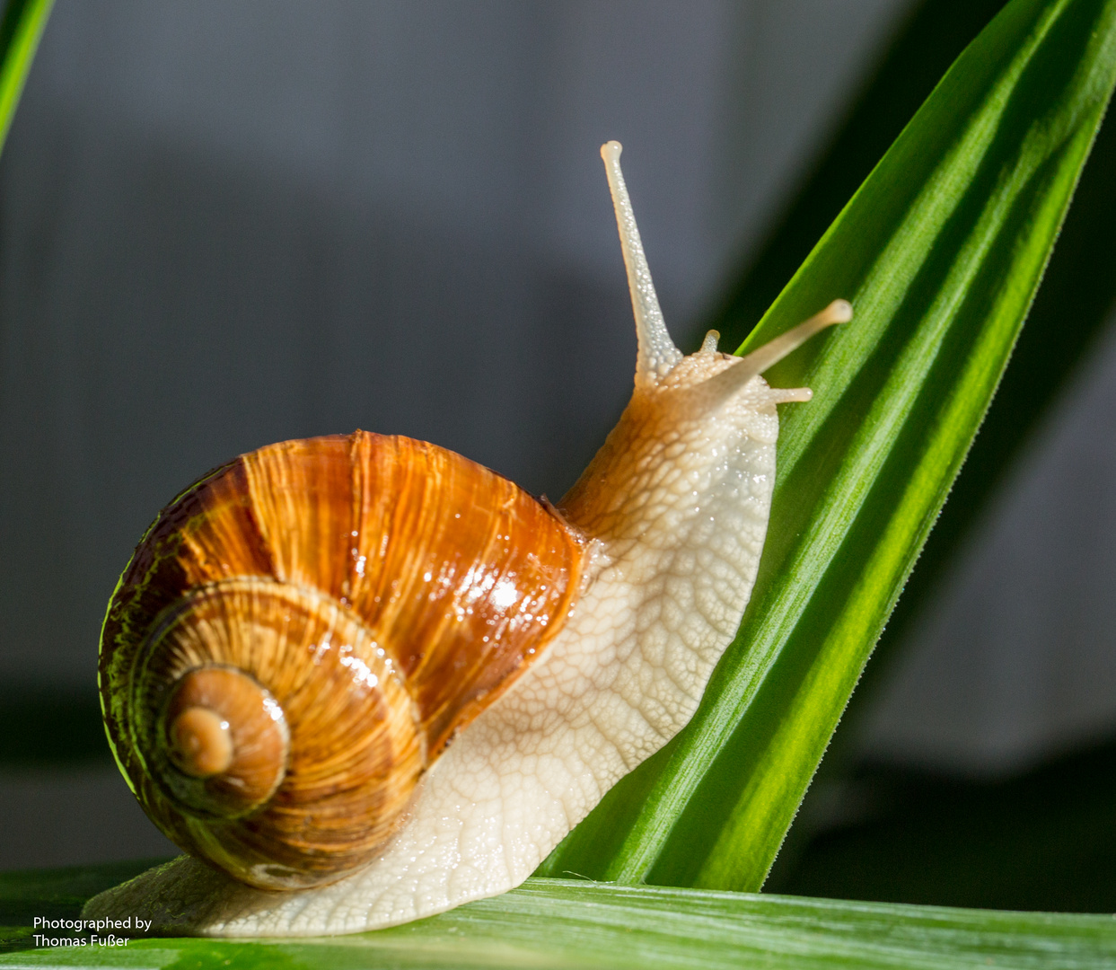 Schnecke 1