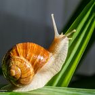 Schnecke 1