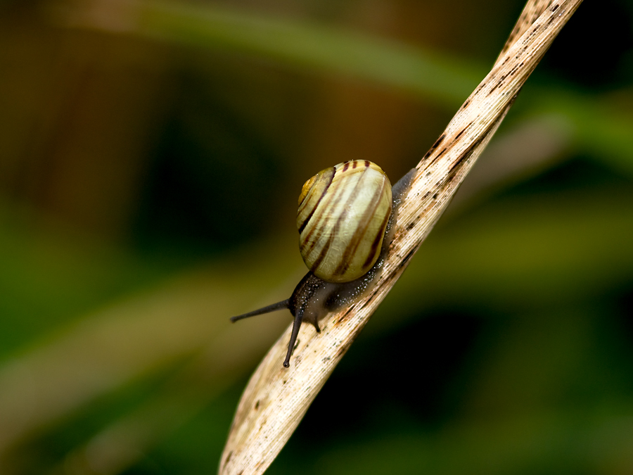 Schnecke 1