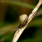 Schnecke 1