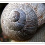 Schnecke 1