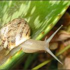 schnecke