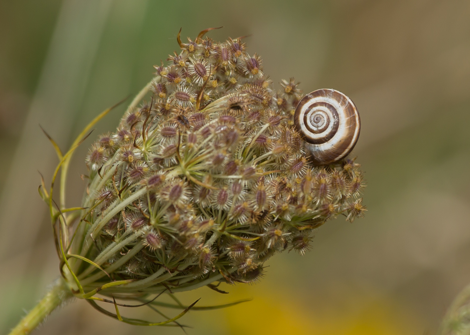 Schnecke