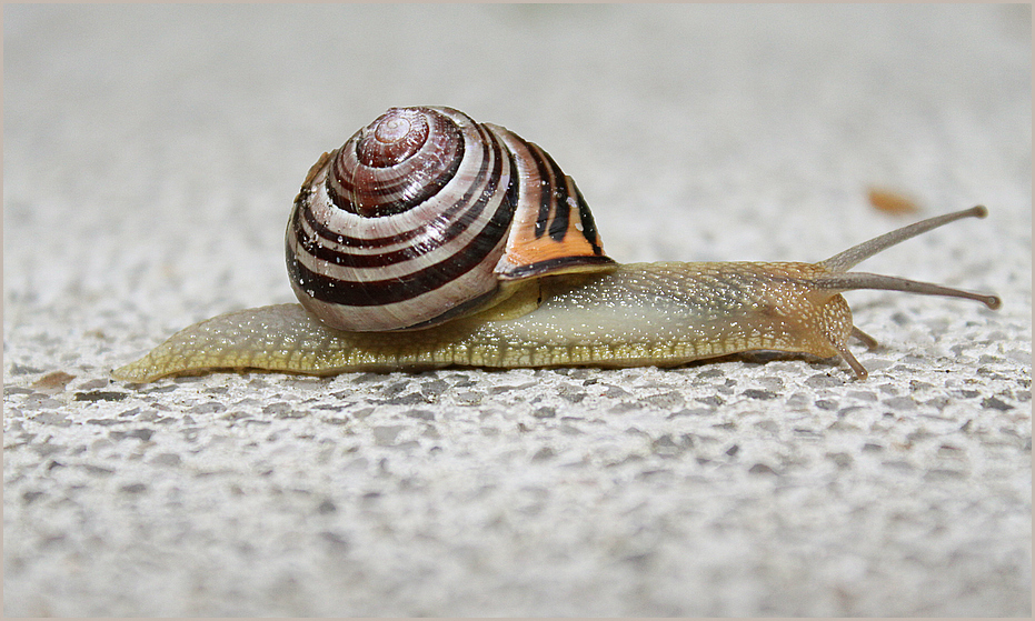 Schnecke