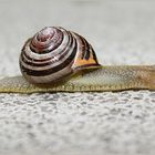 Schnecke