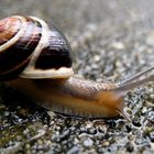 Schnecke