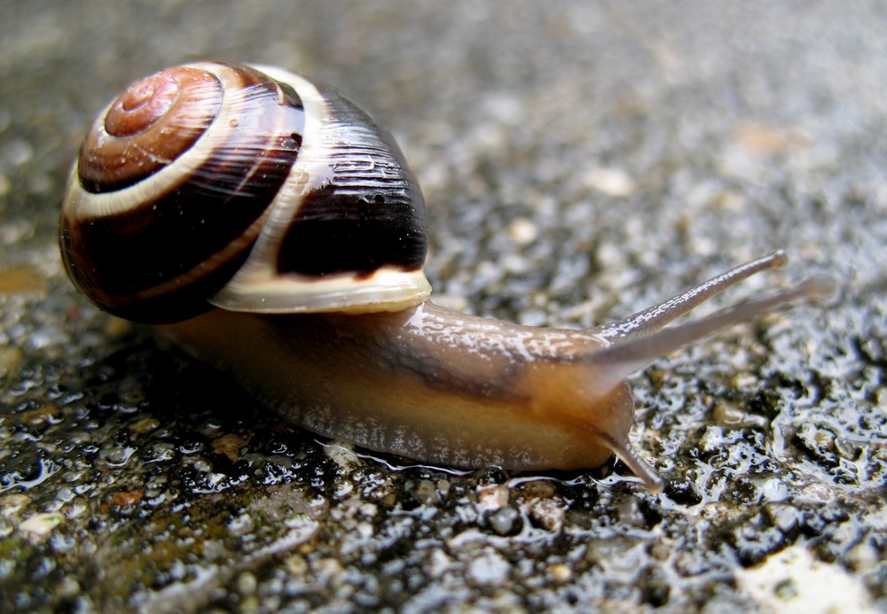 Schnecke von Ralf Mödl