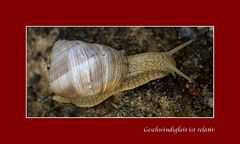 Schnecke