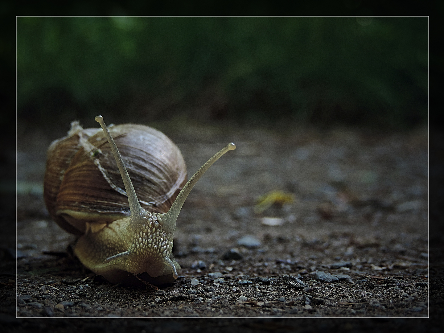 Schnecke