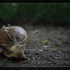 Schnecke