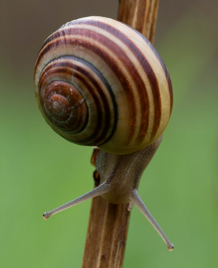 Schnecke