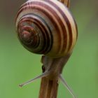 Schnecke