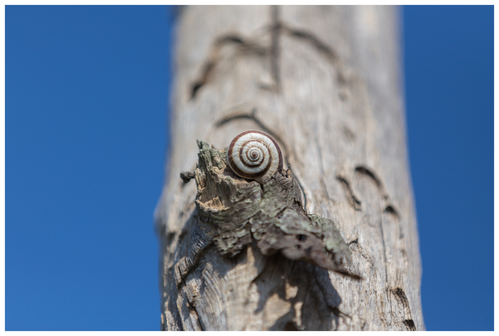 SCHNECKE