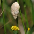 Schnecke