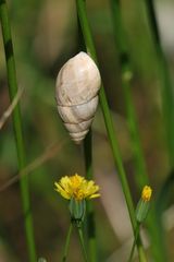 Schnecke