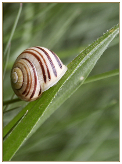 Schnecke