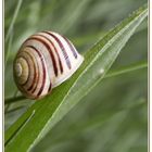 Schnecke