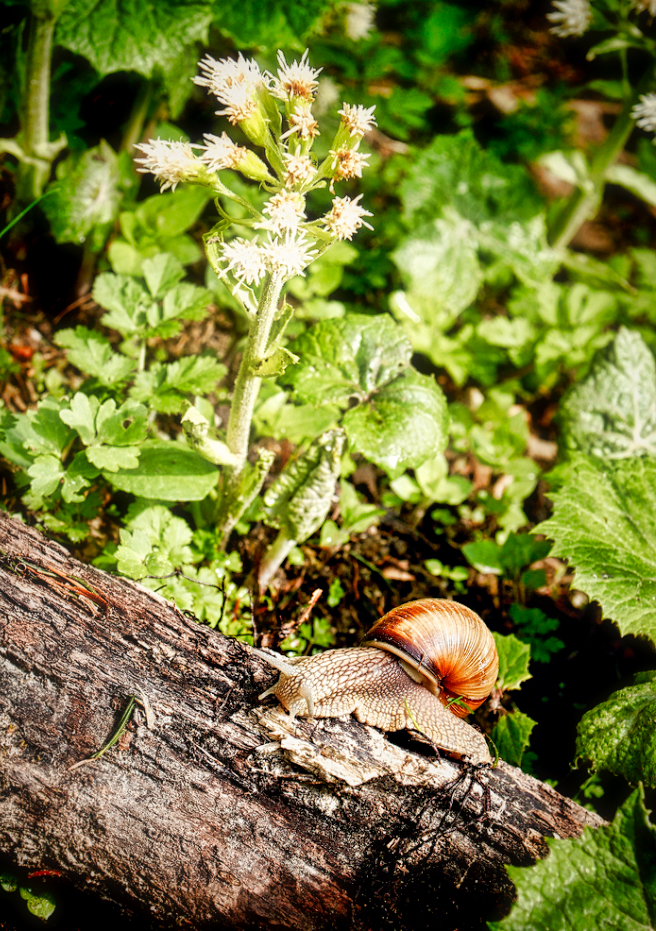 schnecke