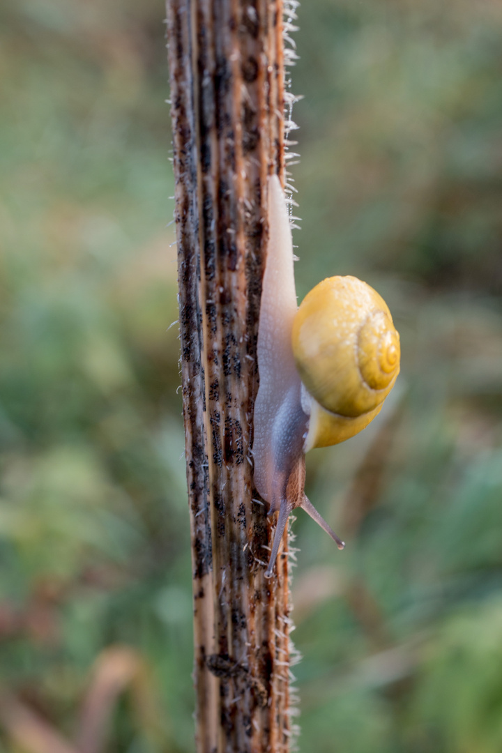 Schnecke