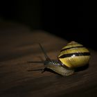 Schnecke