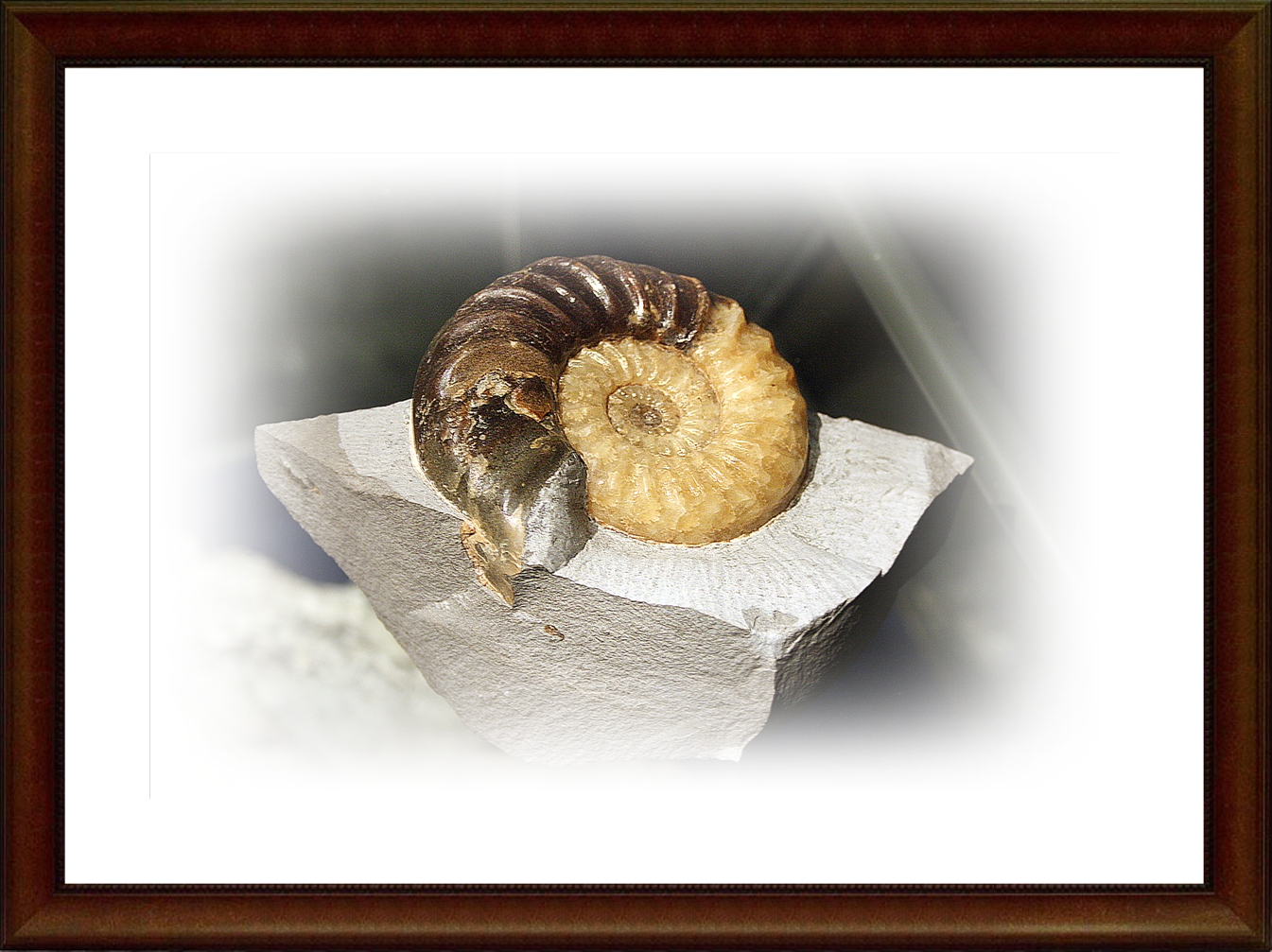 Schnecke