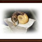 Schnecke