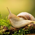 Schnecke