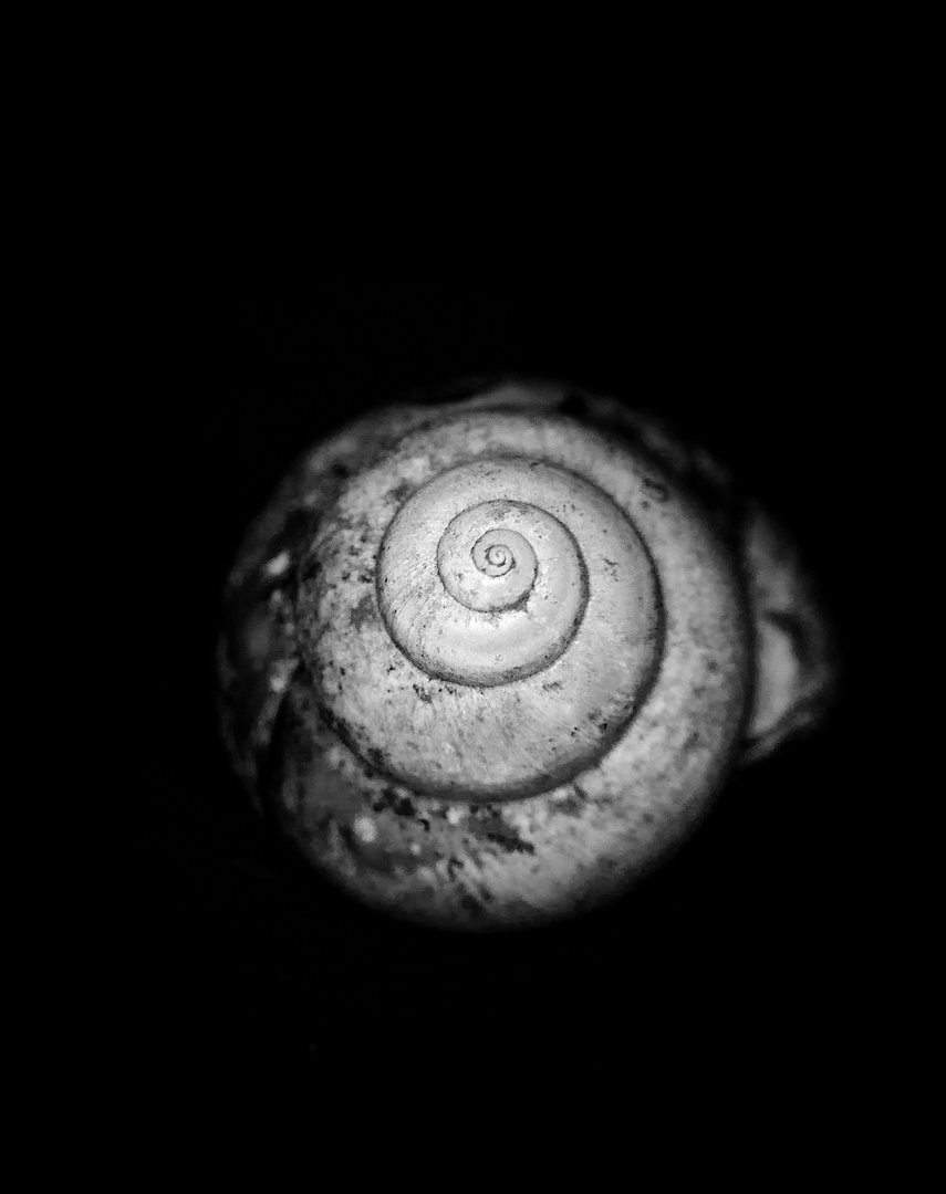 Schnecke 190118-01