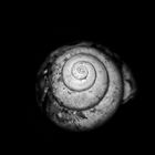 Schnecke 190118-01