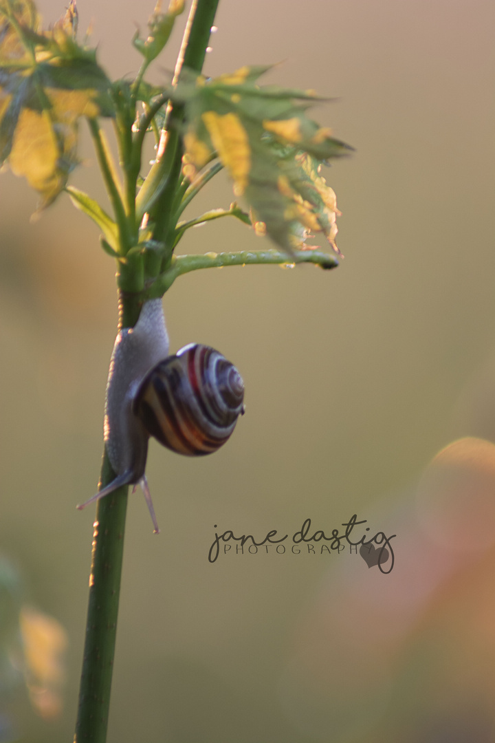 Schnecke