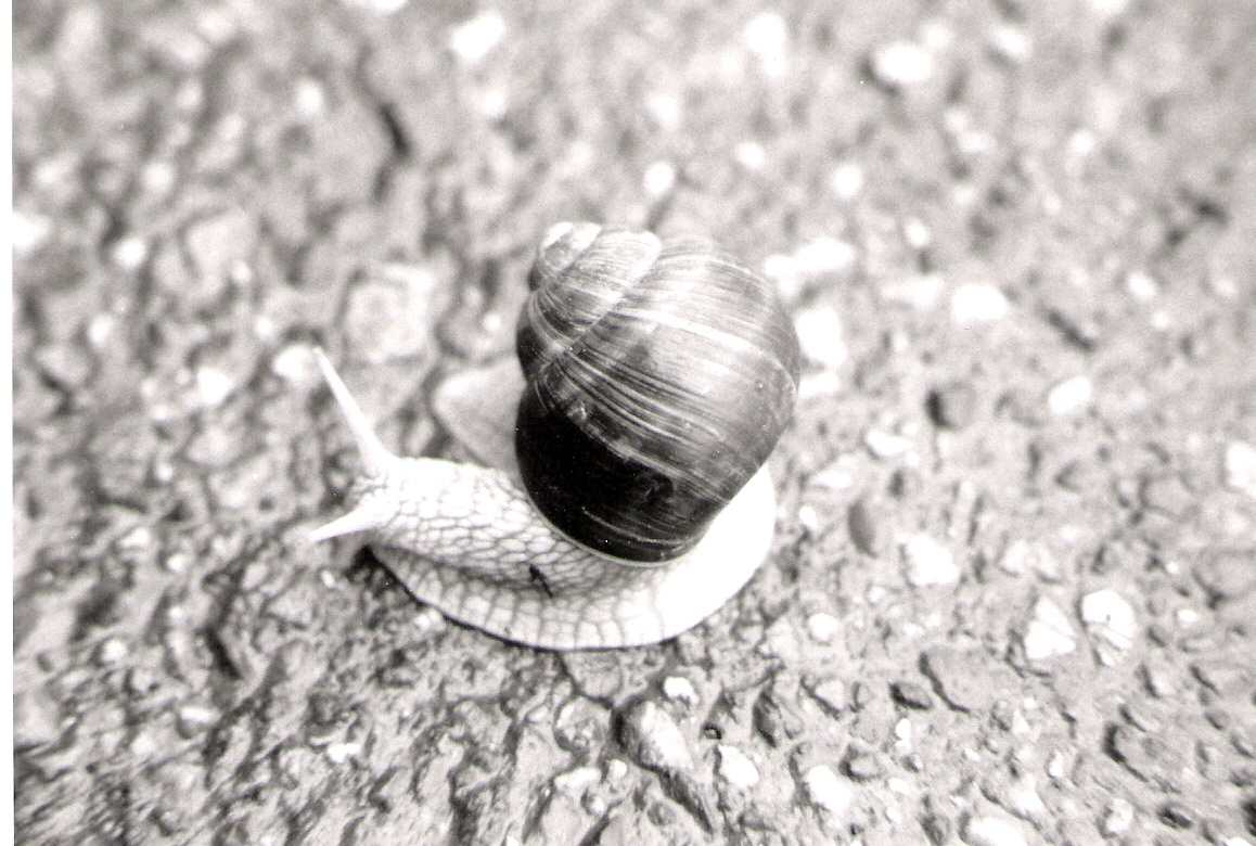 Schnecke