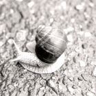 Schnecke