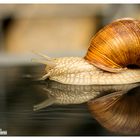 schnecke