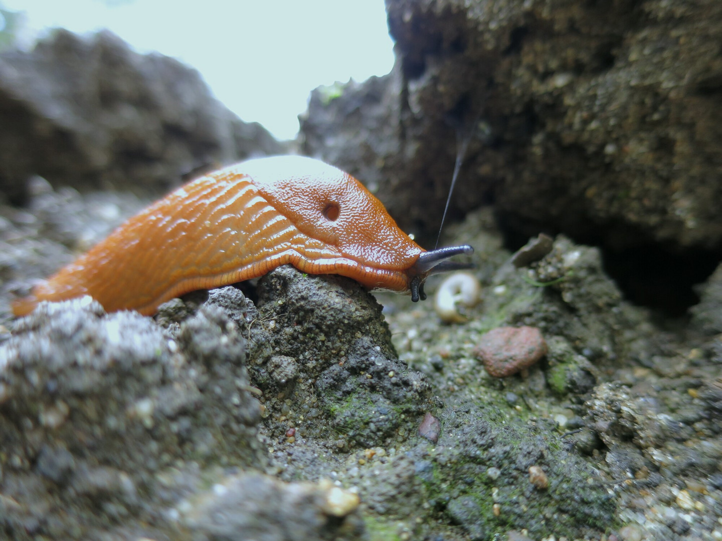 Schnecke