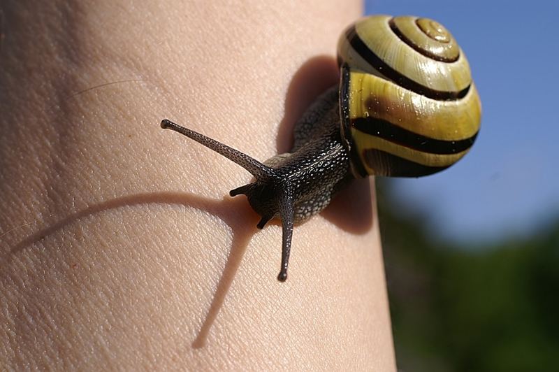 Schnecke