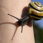 Schnecke